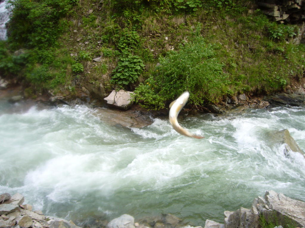 Yedigoller & Restaurant Uzungol
